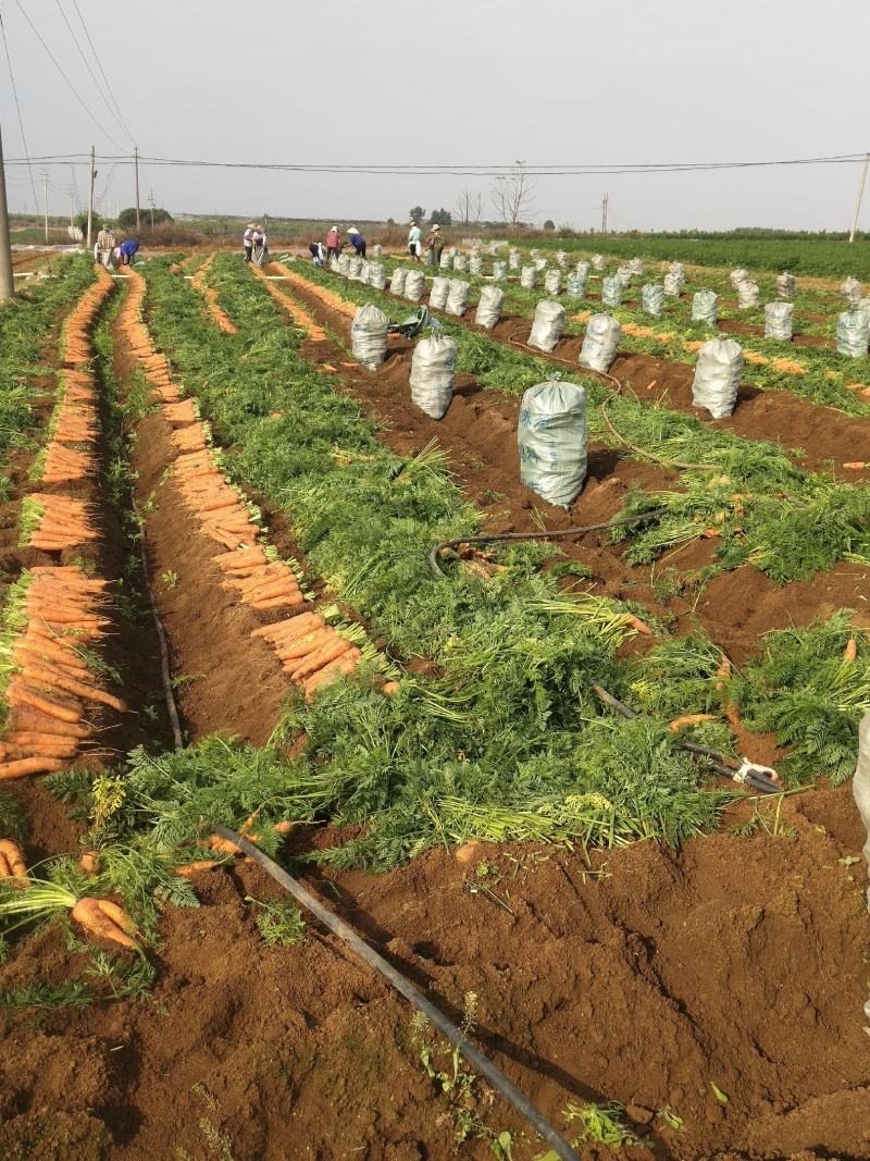 {诚信商家}广西优质胡萝卜1-5月大量上市，货源足价格优