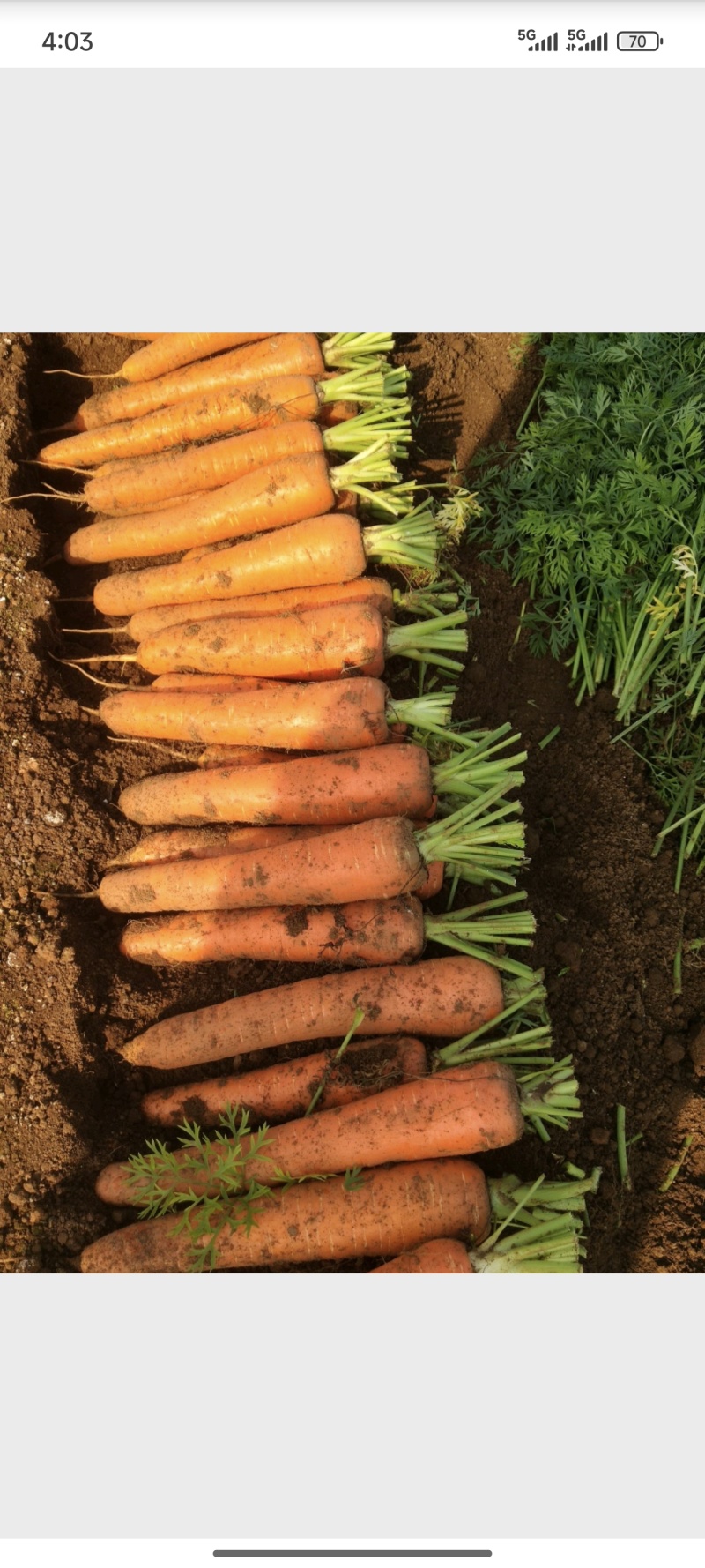 {诚信商家}广西优质胡萝卜1-5月大量上市，货源足价格优