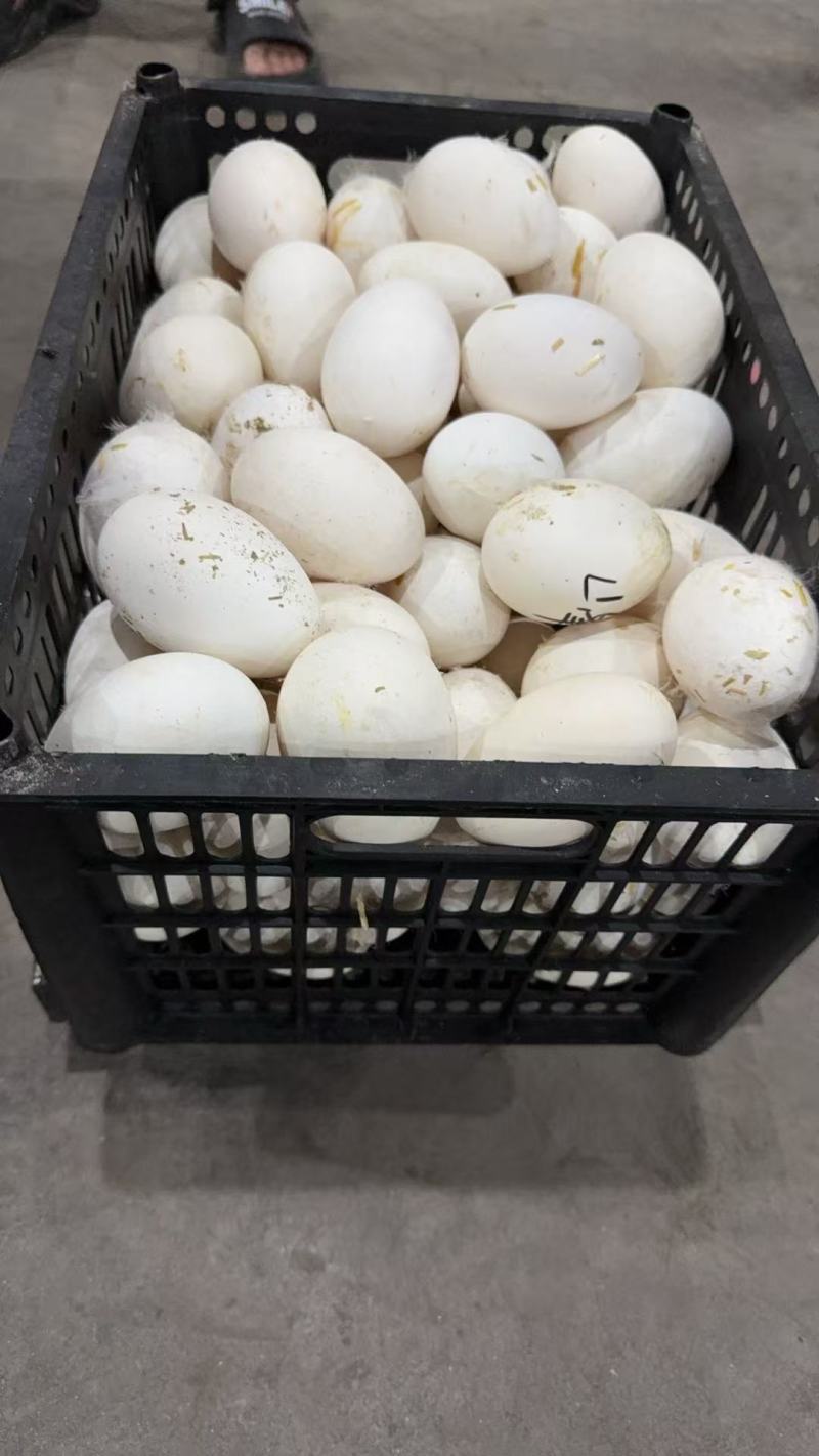 【鹅蛋】河北精品新鲜鹅蛋农家散养鹅蛋高营养土鹅蛋