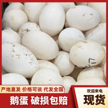 【鹅蛋】河北精品新鲜鹅蛋农家散养鹅蛋高营养土鹅蛋