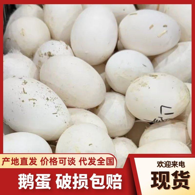 【鹅蛋】河北精品新鲜鹅蛋农家散养鹅蛋高营养土鹅蛋