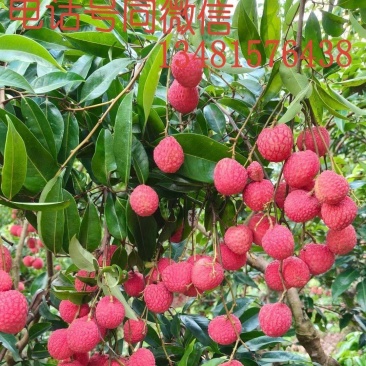 诚信代办代收广西桂平麻垌荔枝，仙进奉，桂味，情人荔
