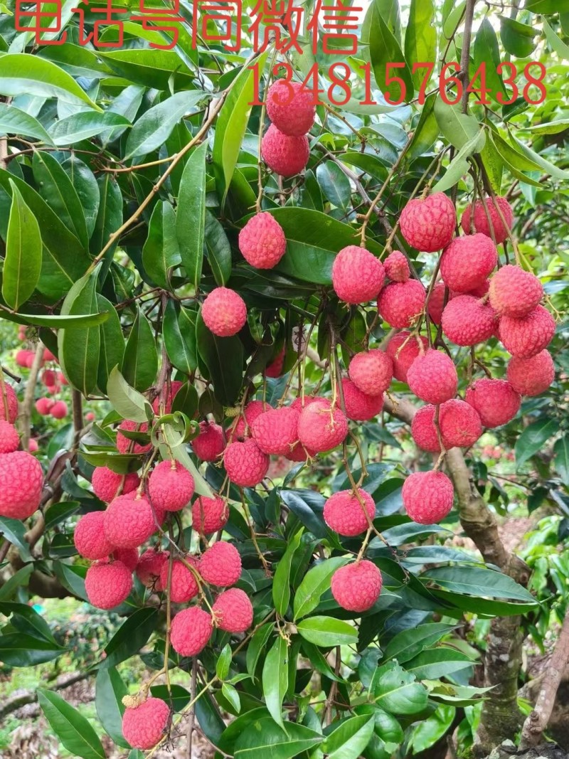 诚信代办代收广西桂平麻垌荔枝，仙进奉，桂味，情人荔