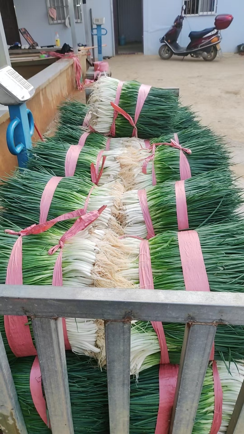 贵州小葱长期供应