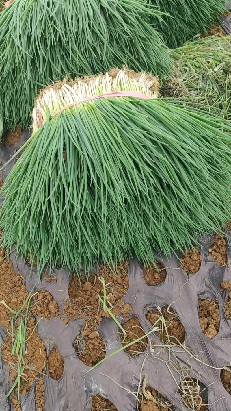 贵州小葱长期供应