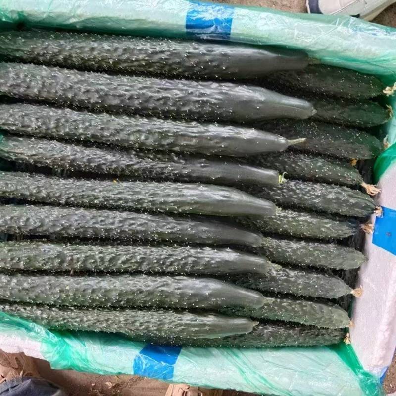 贵州黄瓜上市了