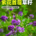 紫花苜蓿厂家货源批发价格全国发货价格便宜欢迎下单咨询