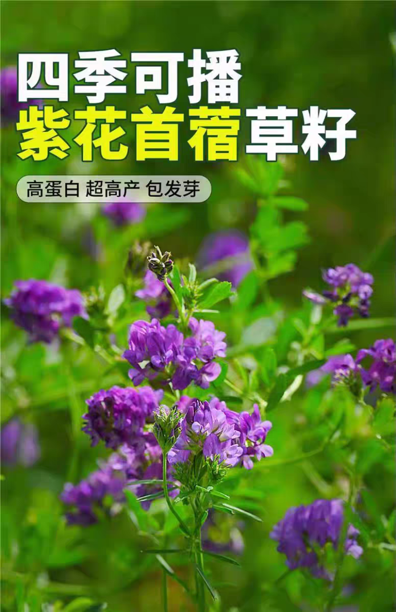 紫花苜蓿厂家货源批发价格全国发货价格便宜欢迎下单咨询