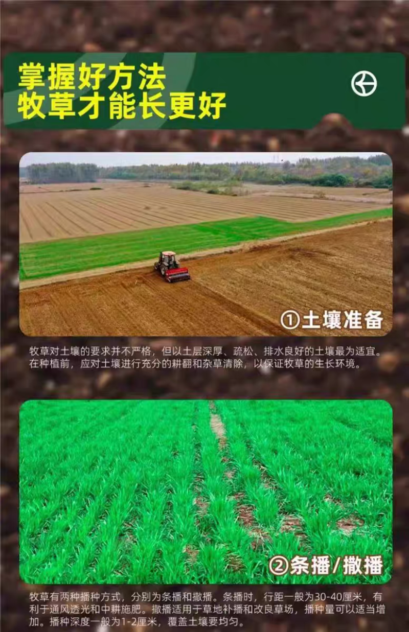 紫花苜蓿厂家货源批发价格全国发货价格便宜欢迎下单咨询