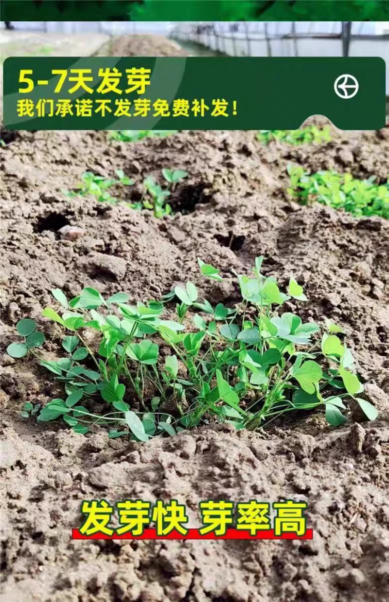 紫花苜蓿厂家货源批发价格全国发货价格便宜欢迎下单咨询