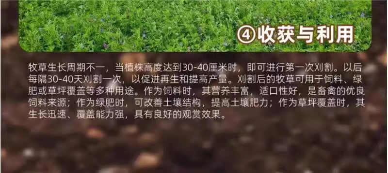 紫花苜蓿厂家货源批发价格全国发货价格便宜欢迎下单咨询