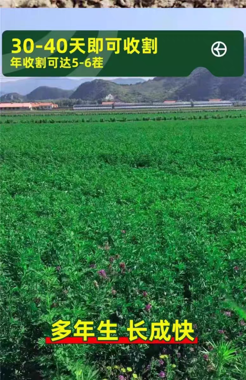 紫花苜蓿厂家货源批发价格全国发货价格便宜欢迎下单咨询
