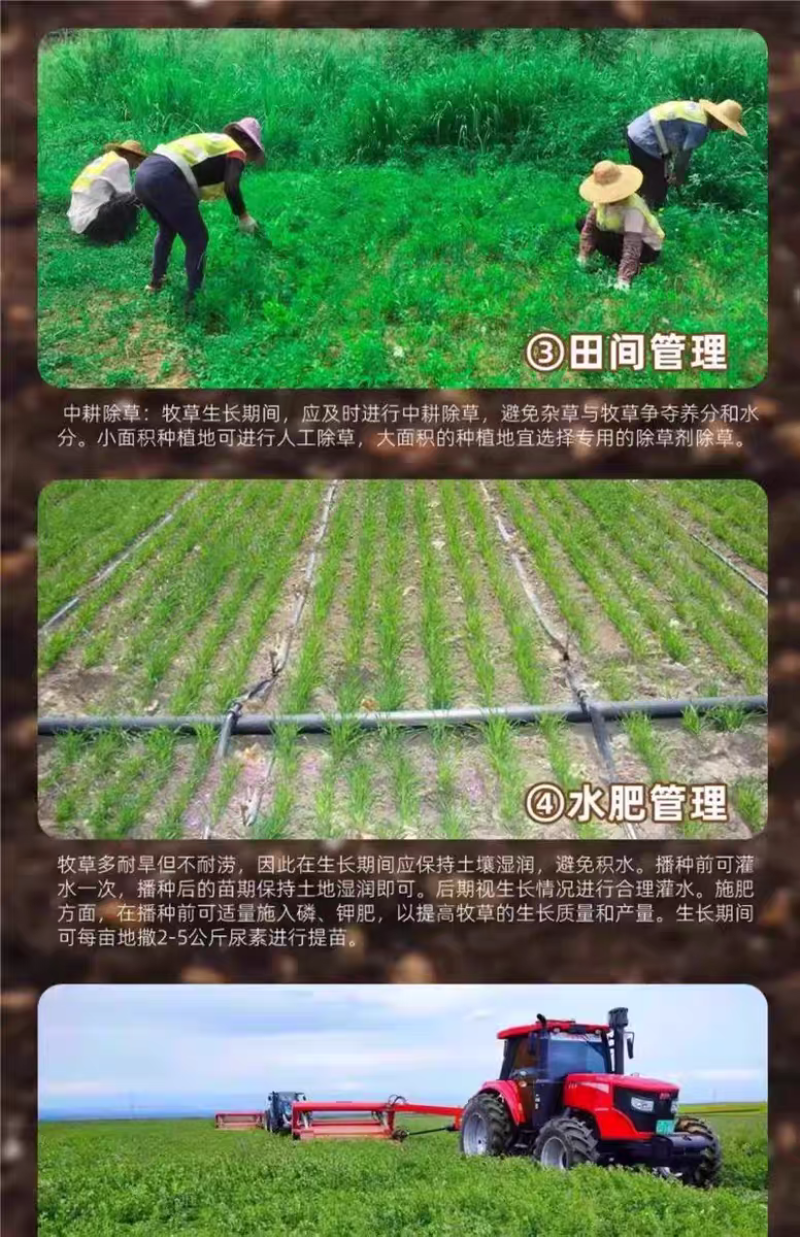 紫花苜蓿厂家货源批发价格全国发货价格便宜欢迎下单咨询