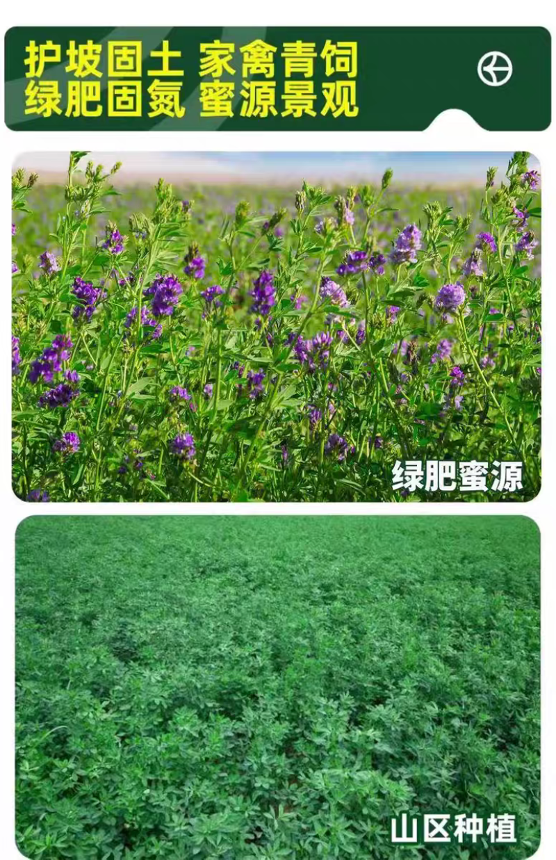 紫花苜蓿厂家货源批发价格全国发货价格便宜欢迎下单咨询