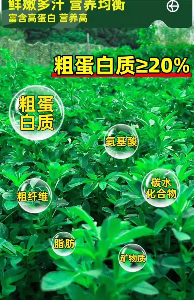 紫花苜蓿厂家货源批发价格全国发货价格便宜欢迎下单咨询