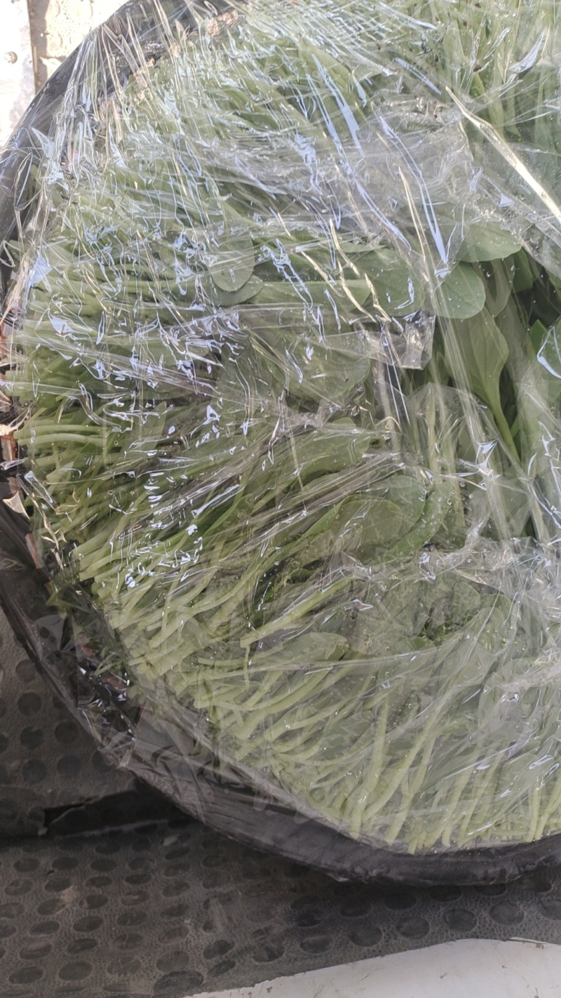 精品毛菜