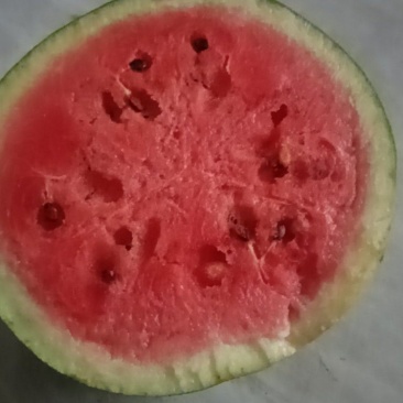 龙卷风西瓜头茬沙地陆地西瓜，清热解暑，又大又红
