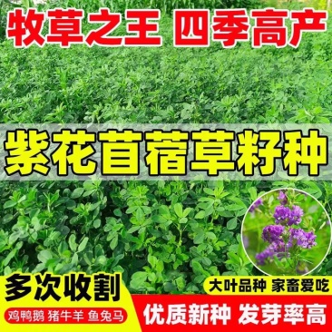 紫花苜蓿厂家货源批发价格全国发货价格便宜欢迎下单咨询