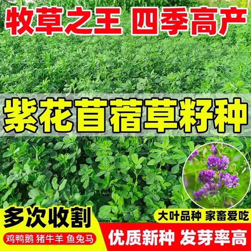 紫花苜蓿厂家货源批发价格全国发货价格便宜欢迎下单咨询