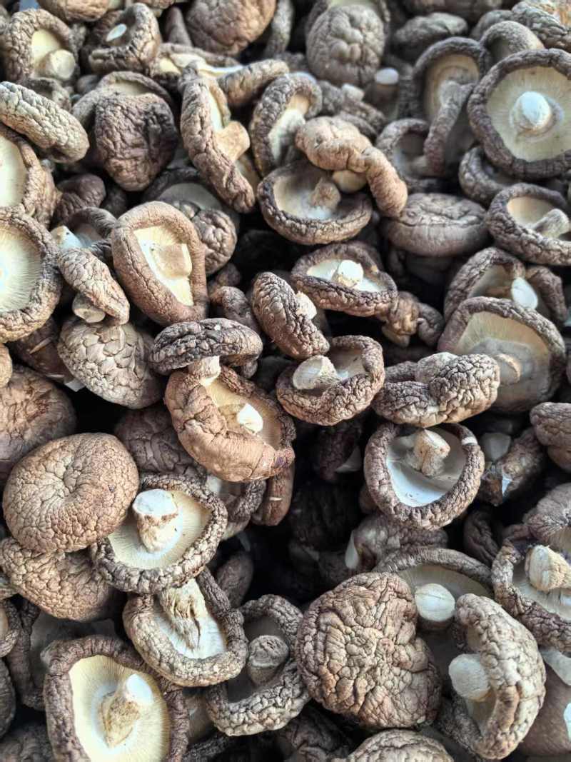 二级干香菇滑子菇大量有货基地直供可视频看货