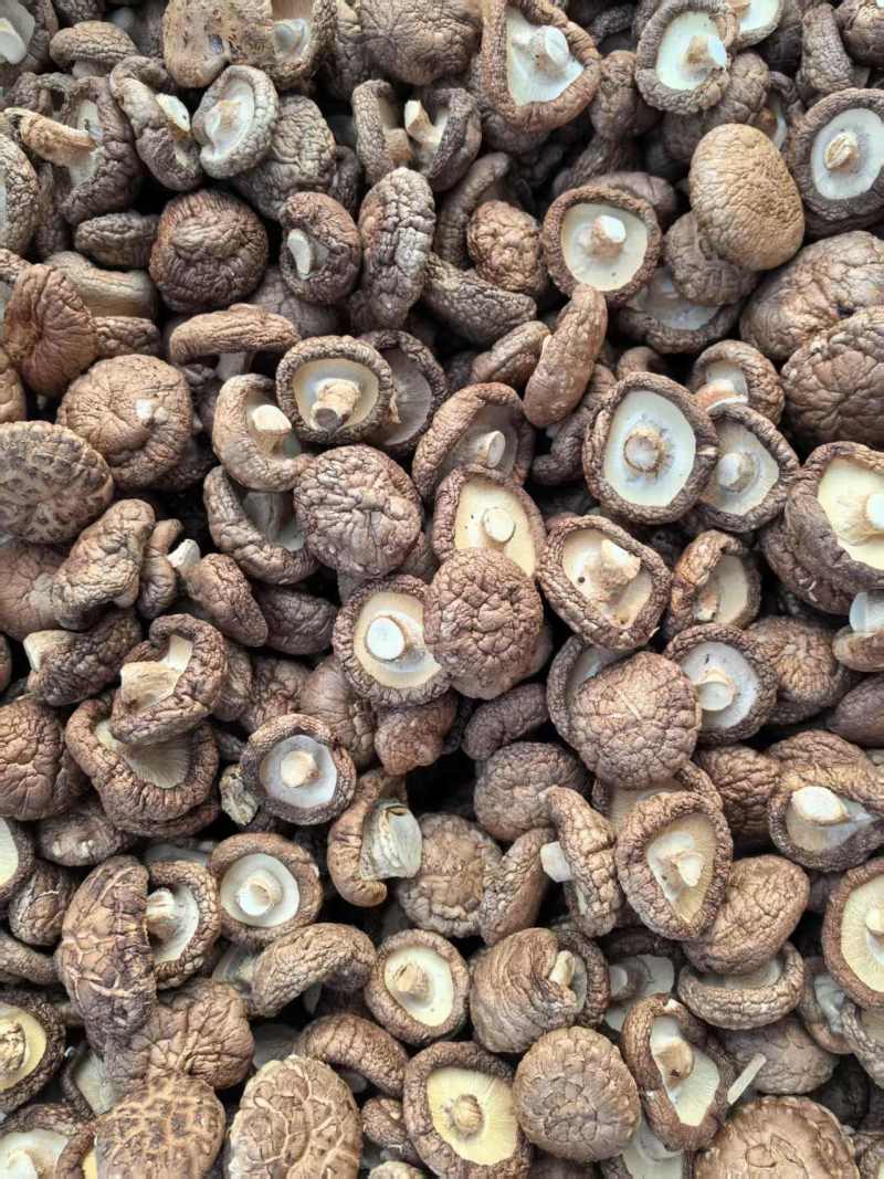 二级干香菇滑子菇大量有货基地直供可视频看货