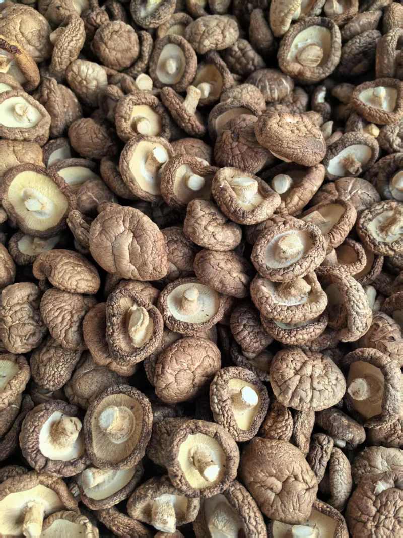 二级干香菇滑子菇大量有货基地直供可视频看货