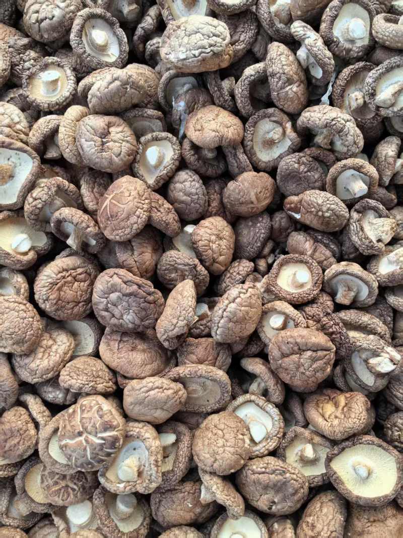 二级干香菇滑子菇大量有货基地直供可视频看货