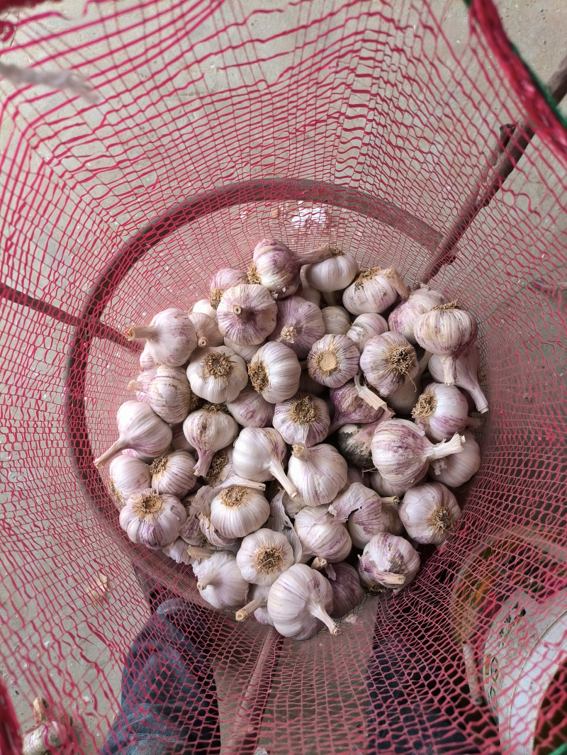2026年大茘县挑装干大蒜