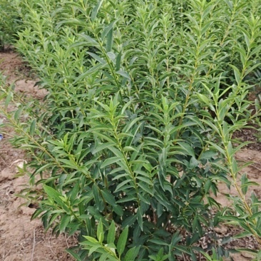 陕西丛生连翘高1.2米冠福1米