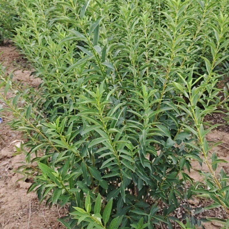 陕西丛生连翘高1.2米冠福1米