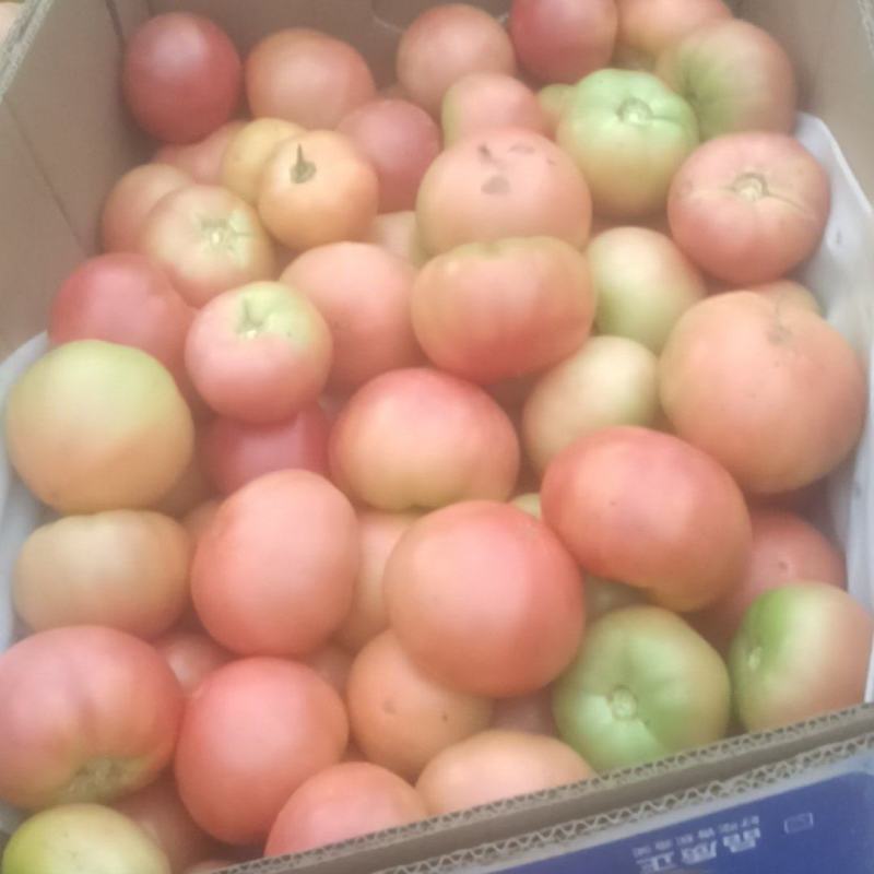 草莓西红柿