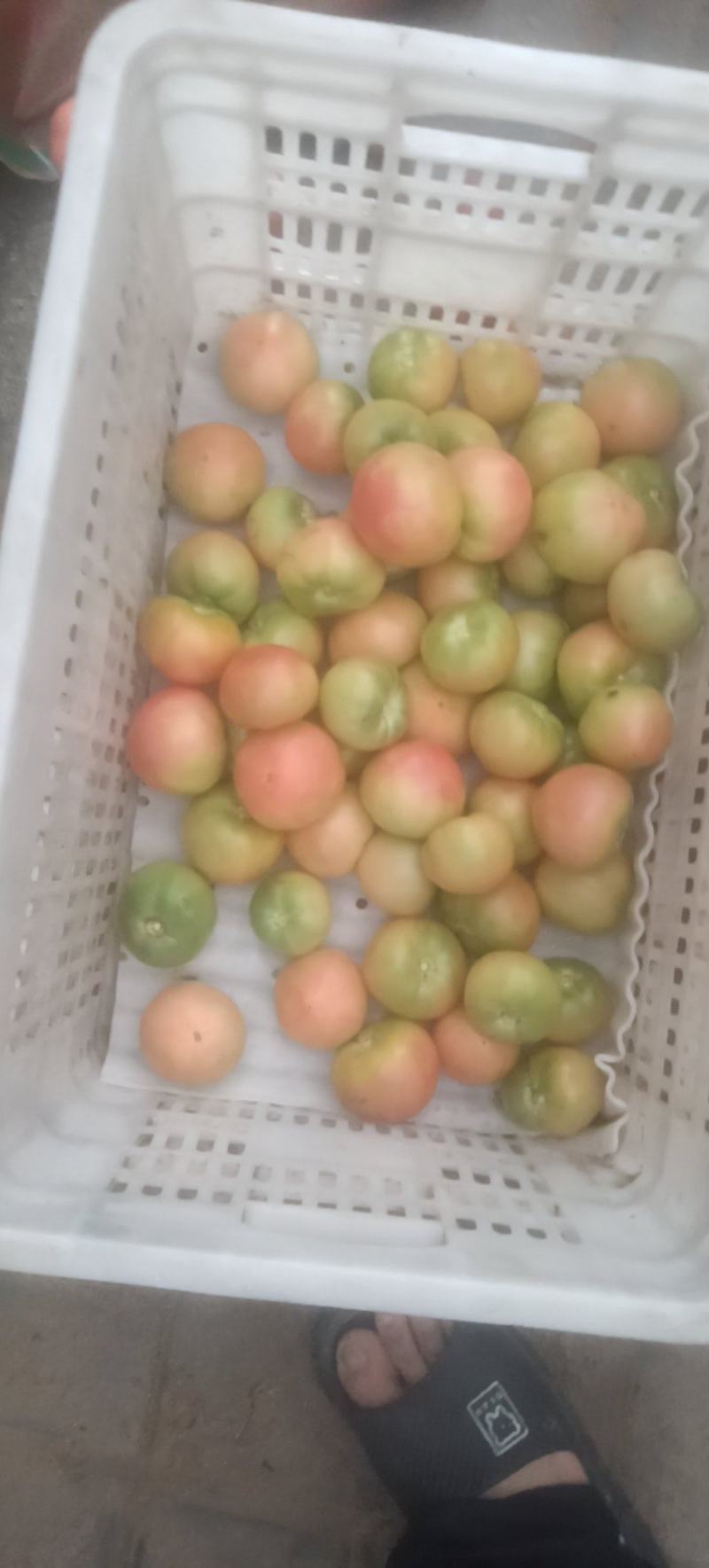 草莓西红柿