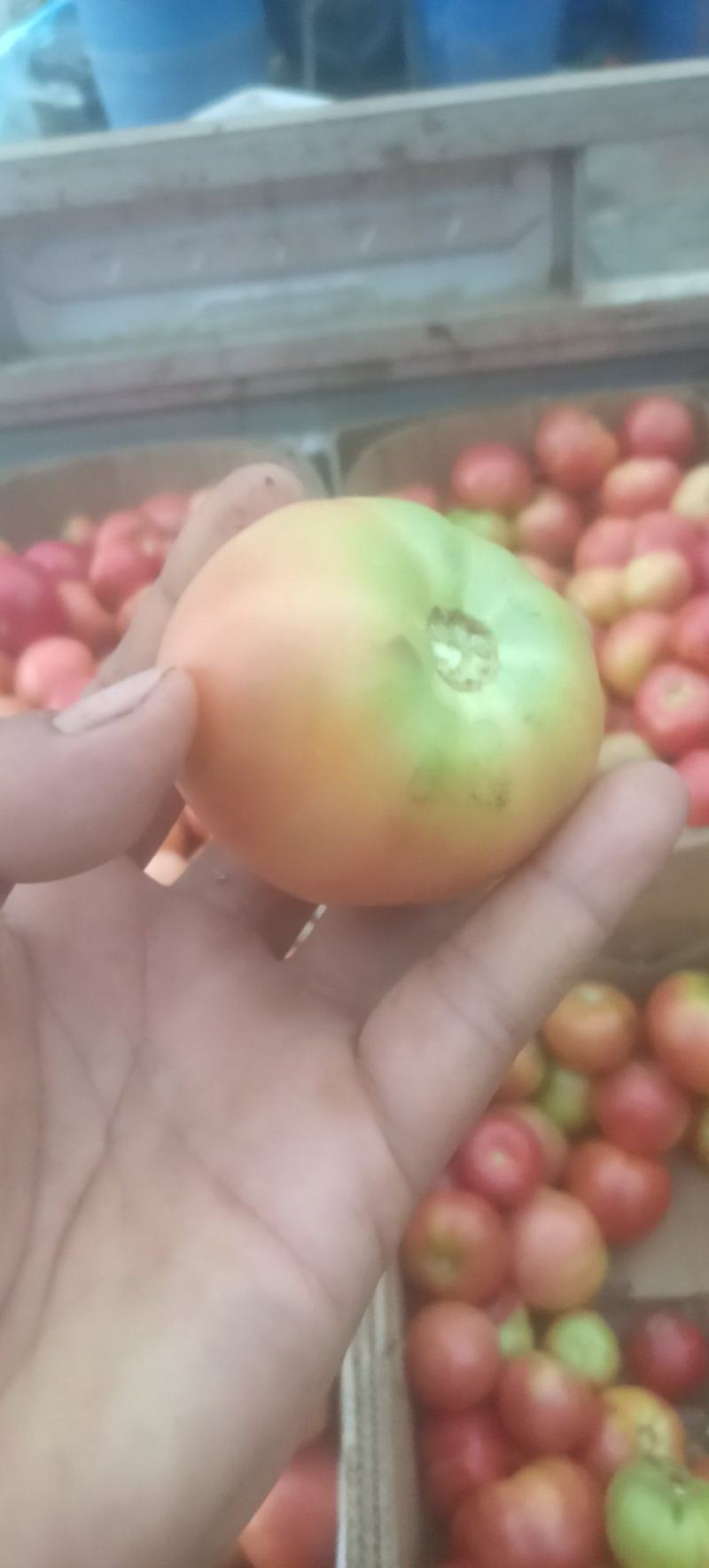 草莓西红柿