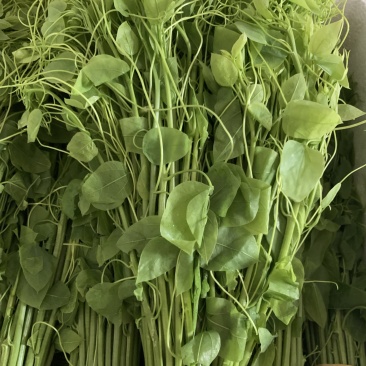 不用农药化肥除草剂赤苍藤姑娘菜龙须菜