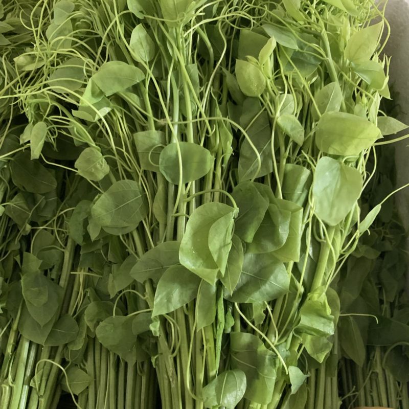 不用农药化肥除草剂赤苍藤姑娘菜龙须菜