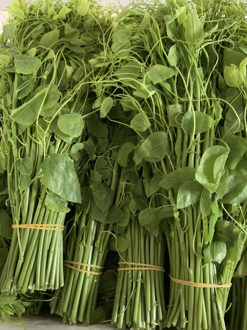 不用农药化肥除草剂赤苍藤姑娘菜龙须菜