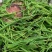 不用农药化肥除草剂赤苍藤姑娘菜龙须菜