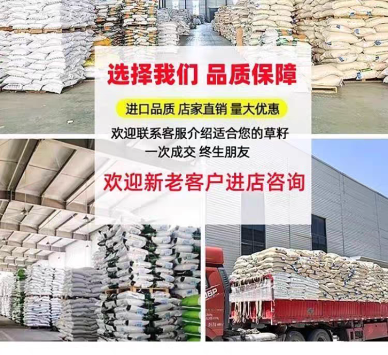白三叶红三叶厂家货源批发价格全国发货价格便宜欢迎下单咨