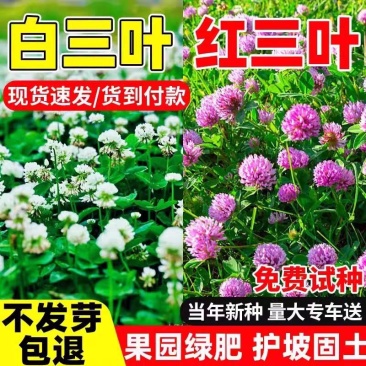 白三叶红三叶厂家货源批发价格全国发货价格便宜欢迎下单咨
