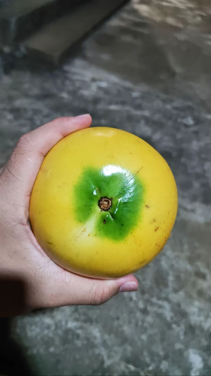 福建漳州黄晶果果冻果一件代发顺丰包邮包售后