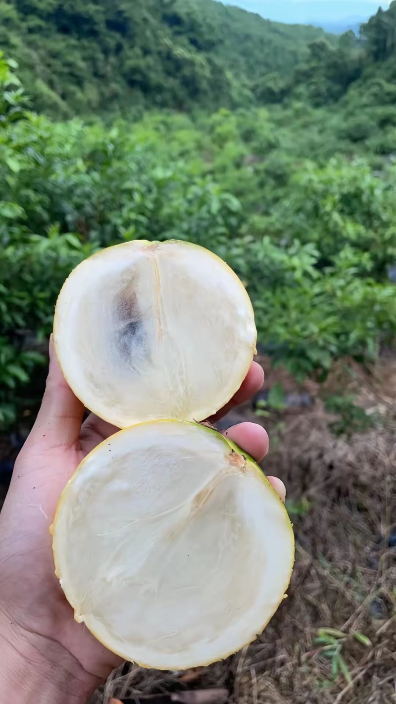 福建漳州黄晶果果冻果一件代发顺丰包邮包售后