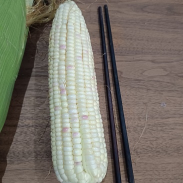 鲜玉米