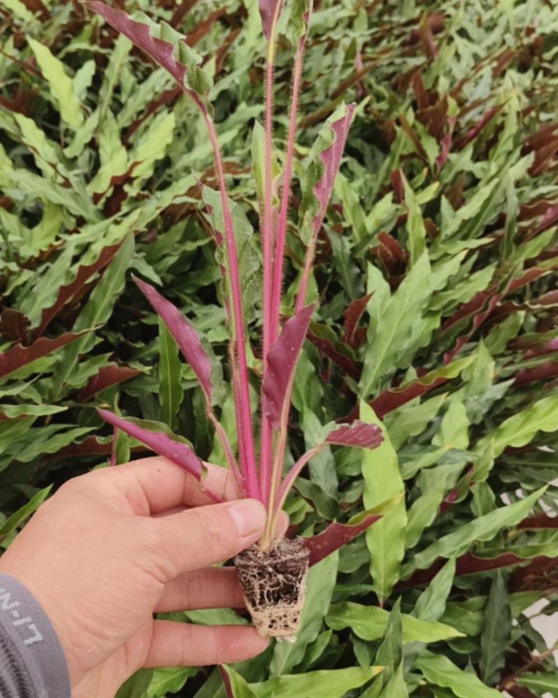 紫背箭羽竹芋