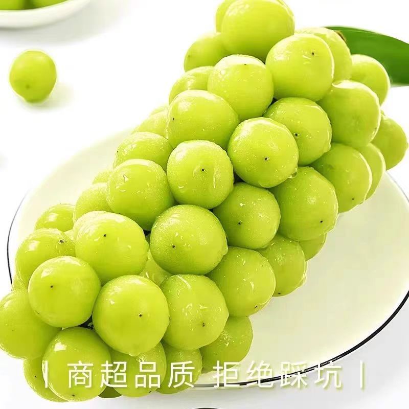阳光玫瑰，产地一手货源，量大优惠，欢迎新老客户前来合作