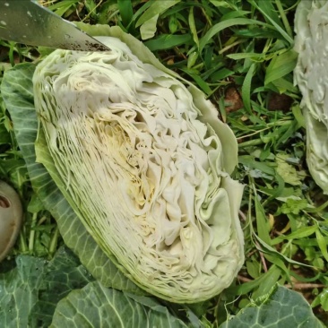 莲花白大量有货，产地直发，对接各大电商平台