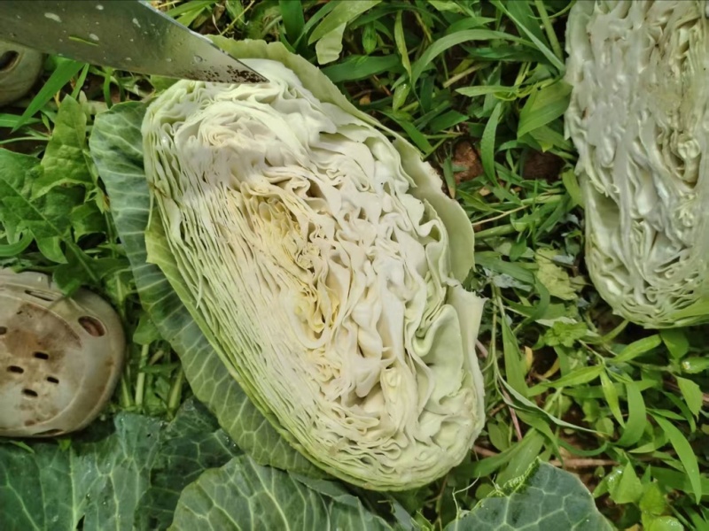 莲花白大量有货，产地直发，对接各大电商平台