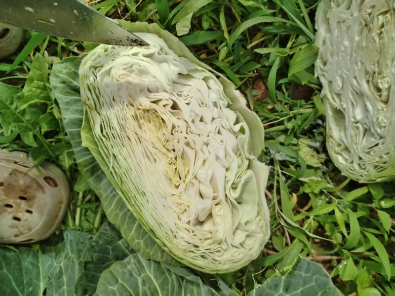 莲花白大量有货，产地直发，对接各大电商平台