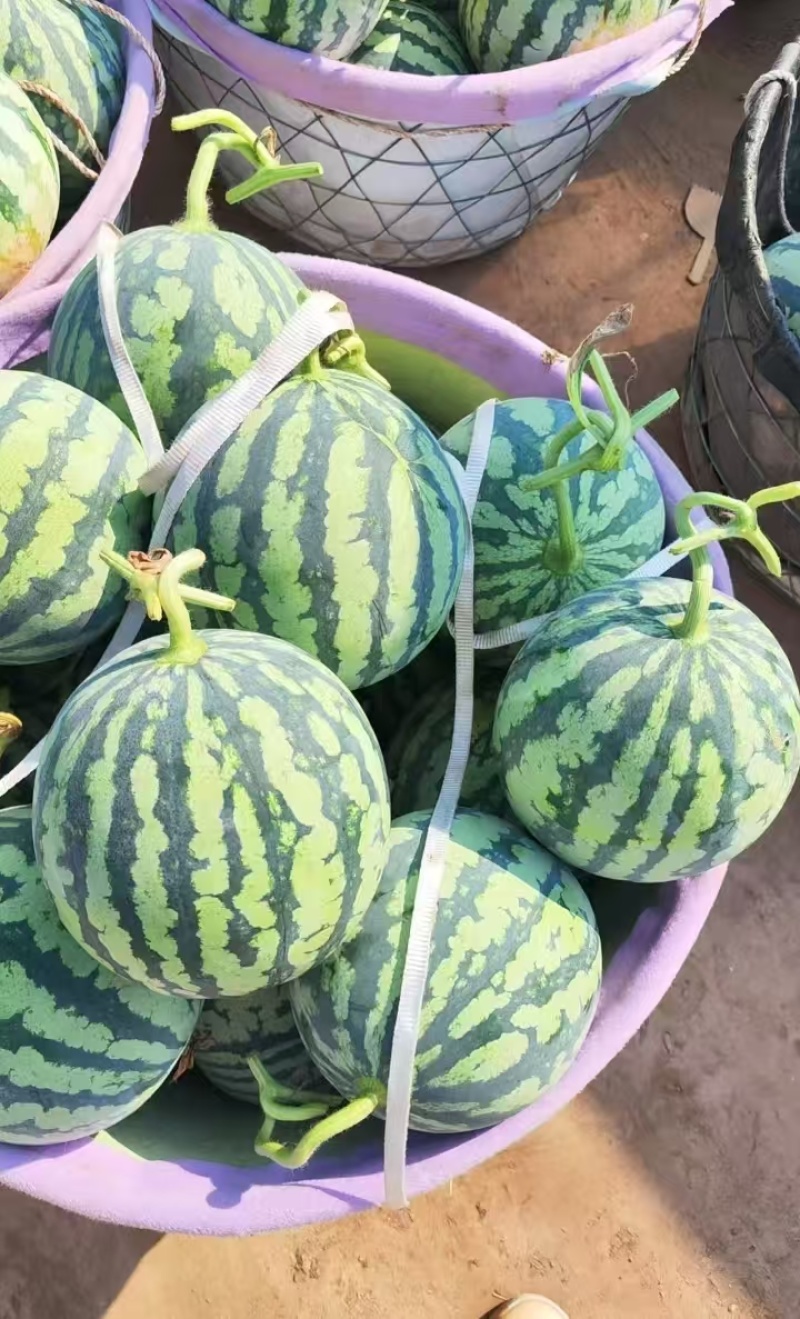 山西头茬西瓜精品美都西瓜货源充足量大从优全国发货