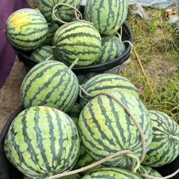 山西头茬西瓜精品美都西瓜货源充足量大从优全国发货
