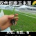 双色甜脆玉米苗
